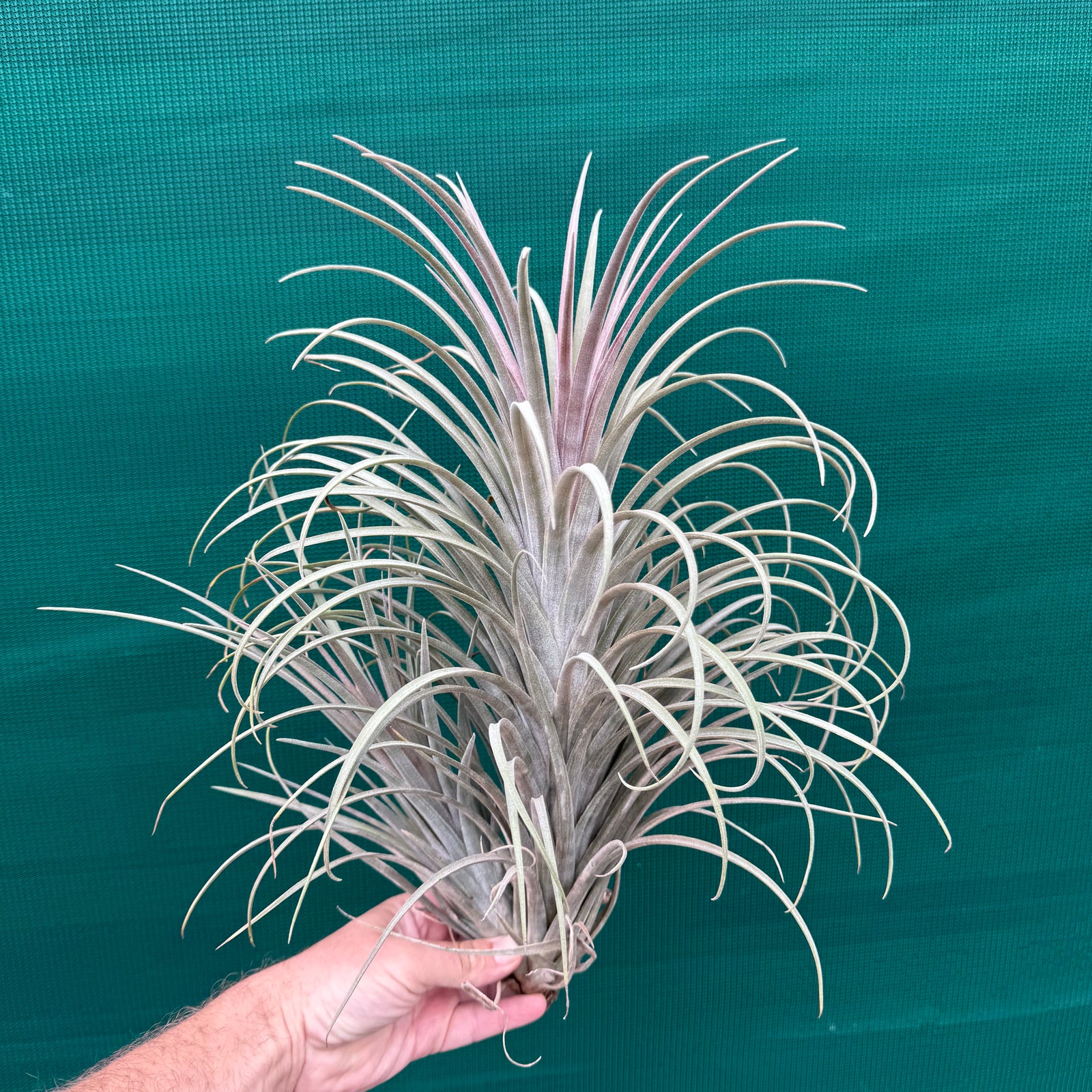 Tillandsia - Buck Compton ex. RFI NEW