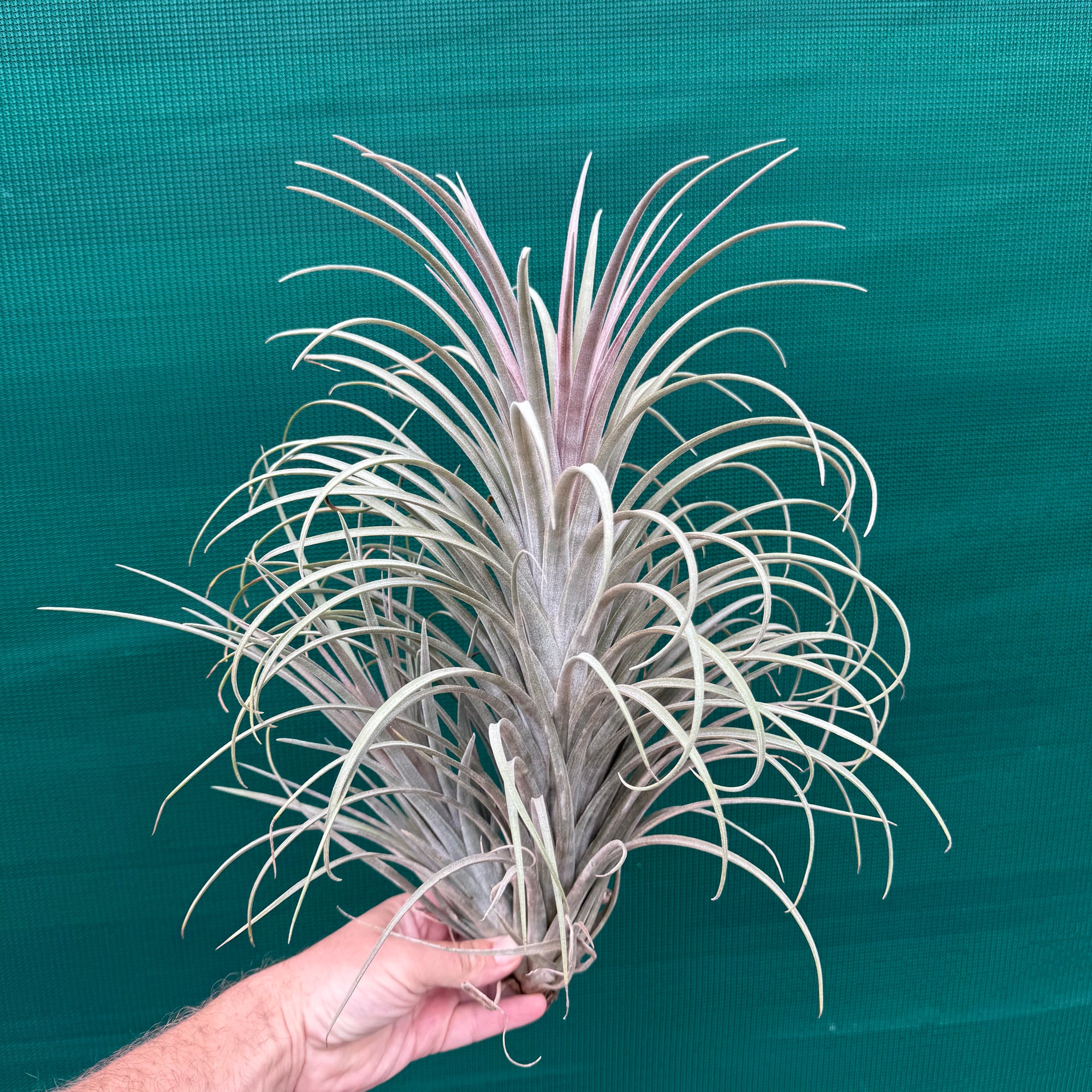 Tillandsia - Buck Compton ex. RFI NEW