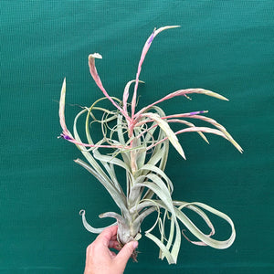 Tillandsia - Graceful ex. NR NEW
