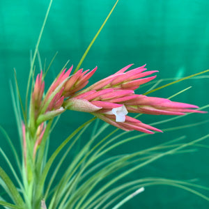 Tillandsia - Bob Holm’s Beauty ex. PT