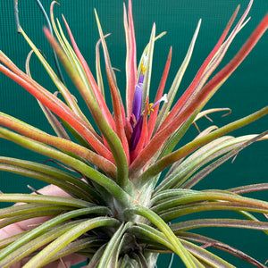 Tillandsia - ionantha x bulbosa ex. BG