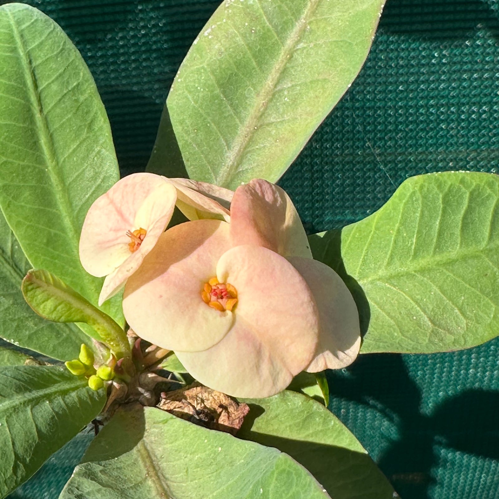 Poysean - Euphorbia milii P074