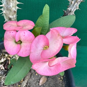 Poysean - Euphorbia milii P022