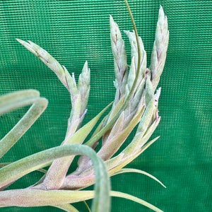 Tillandsia - complanata x streptophylla ex. BG