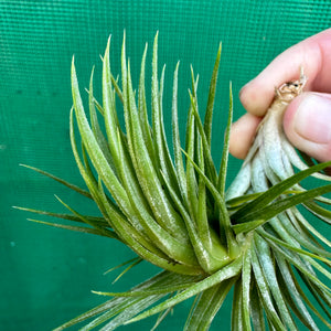 Tillandsia - funckiana x ionantha ex. BG