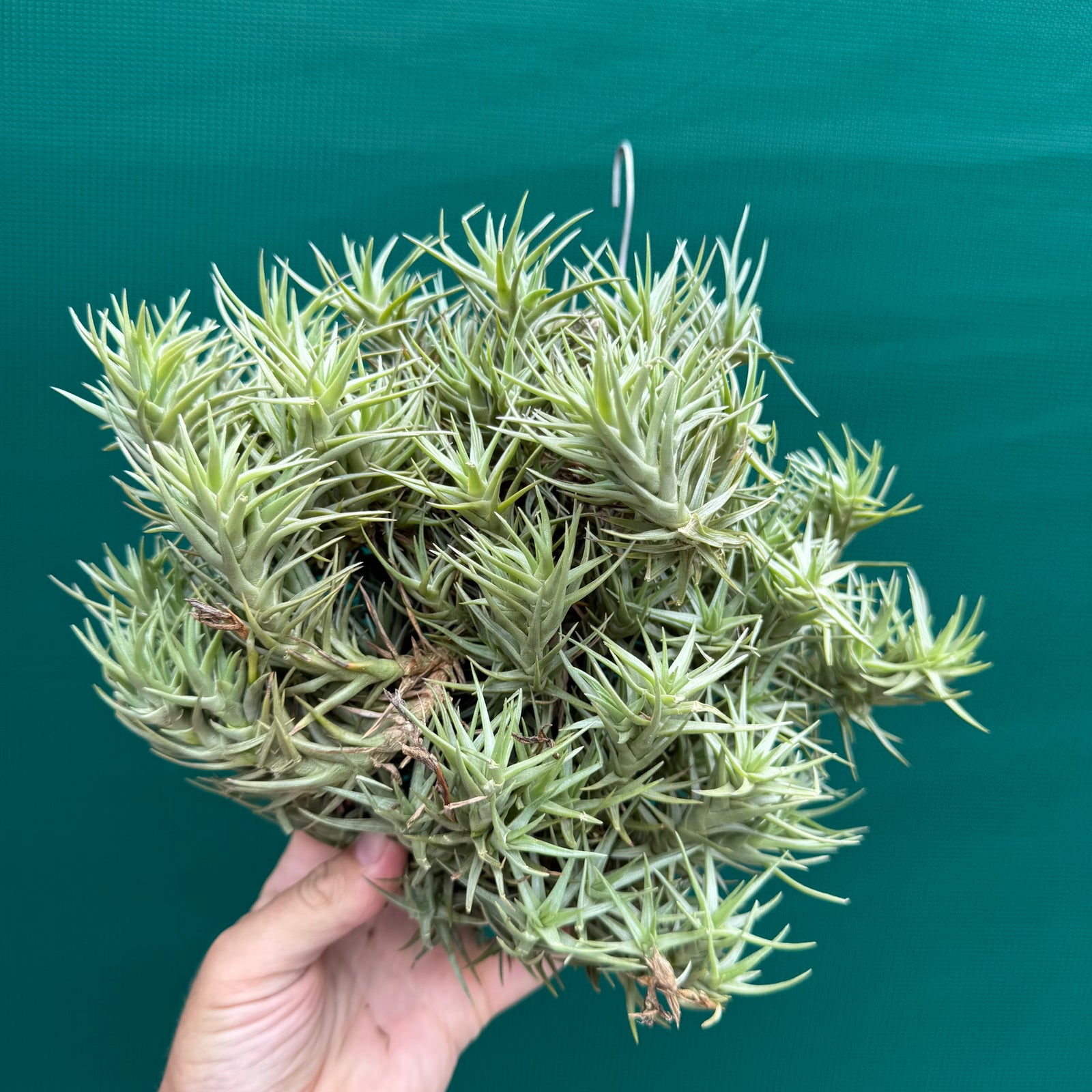 Tillandsia cocoensis (Mature Clump) NEW