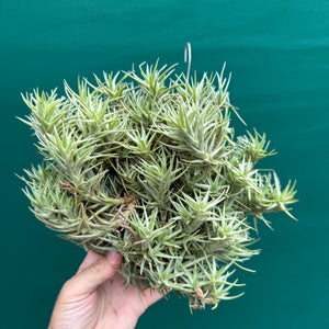 Tillandsia cocoensis (Mature Clump) NEW