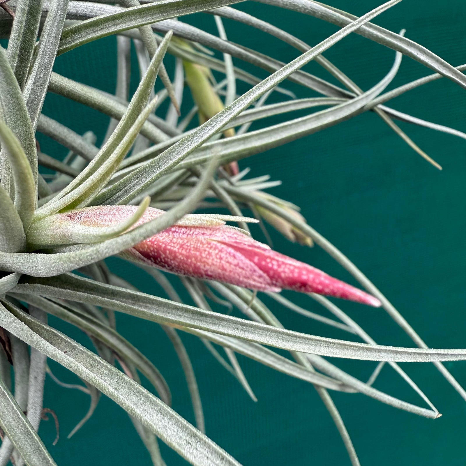 Tillandsia - Holm’s Alberose ex. Holm NEW