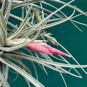 Tillandsia - Holm’s Alberose ex. Holm NEW