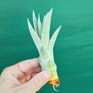 Tillandsia - fasciculata x capitata ‘Yellow’ ex. VG NEW