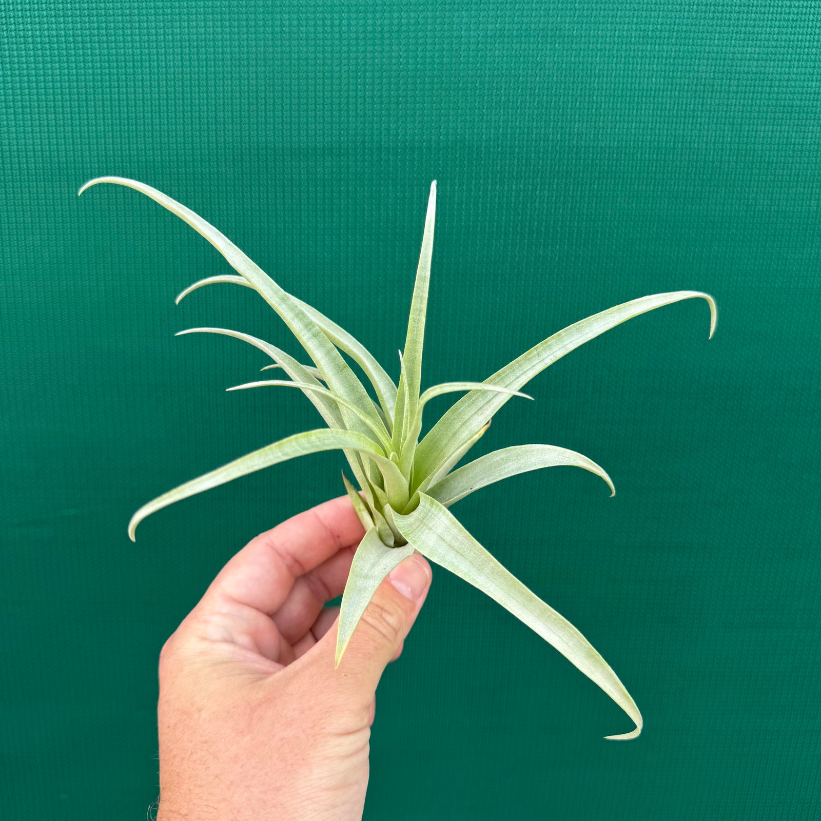 Tillandsia - secunda ‘Silver’ ex. LC