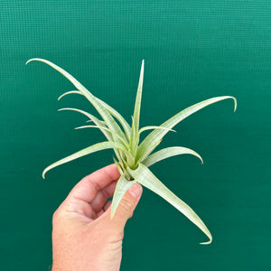 Tillandsia - secunda ‘Silver’ ex. LC