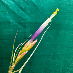 Tillandsia - Taurus ex. IH