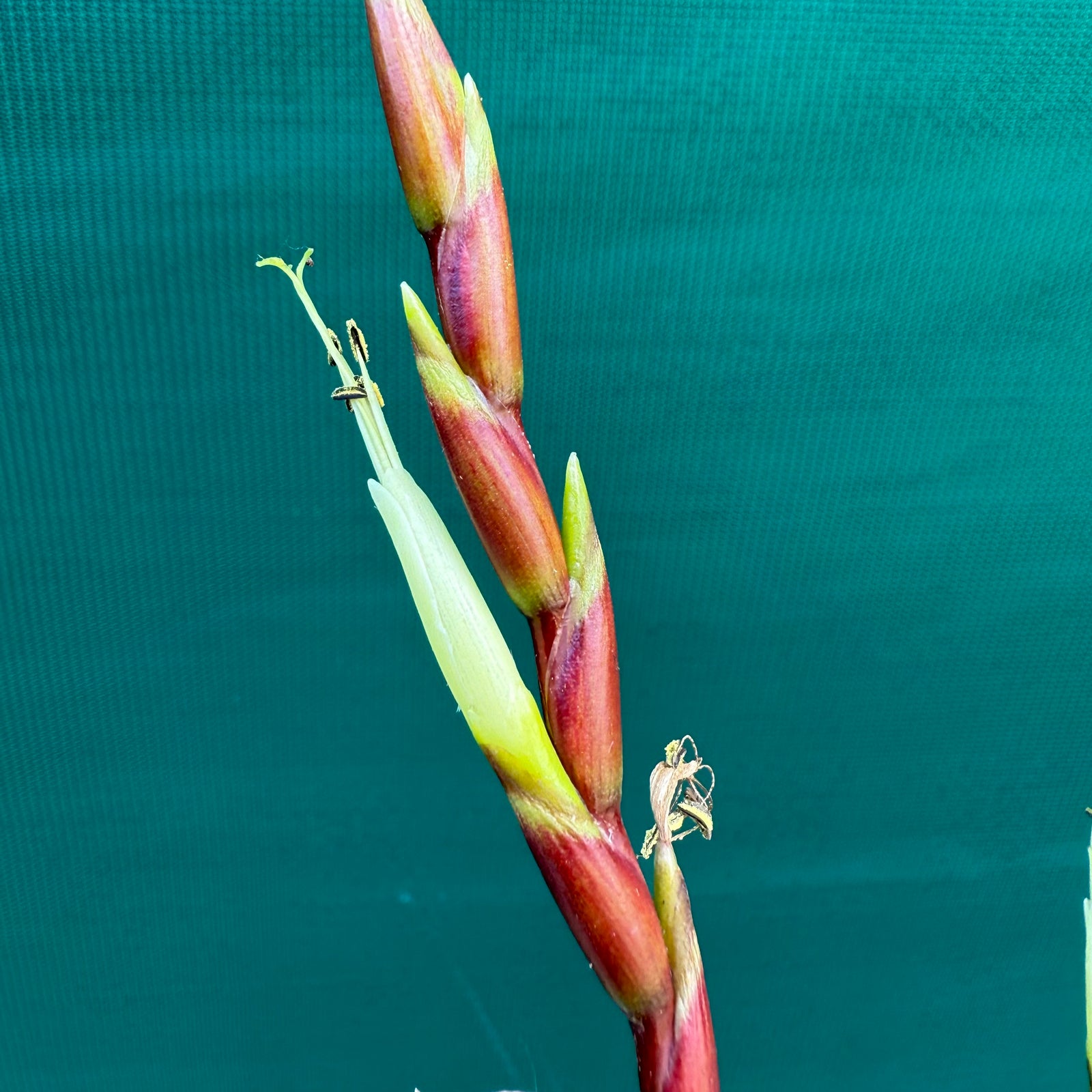 Tillandsia - paraisoensis ex. PT