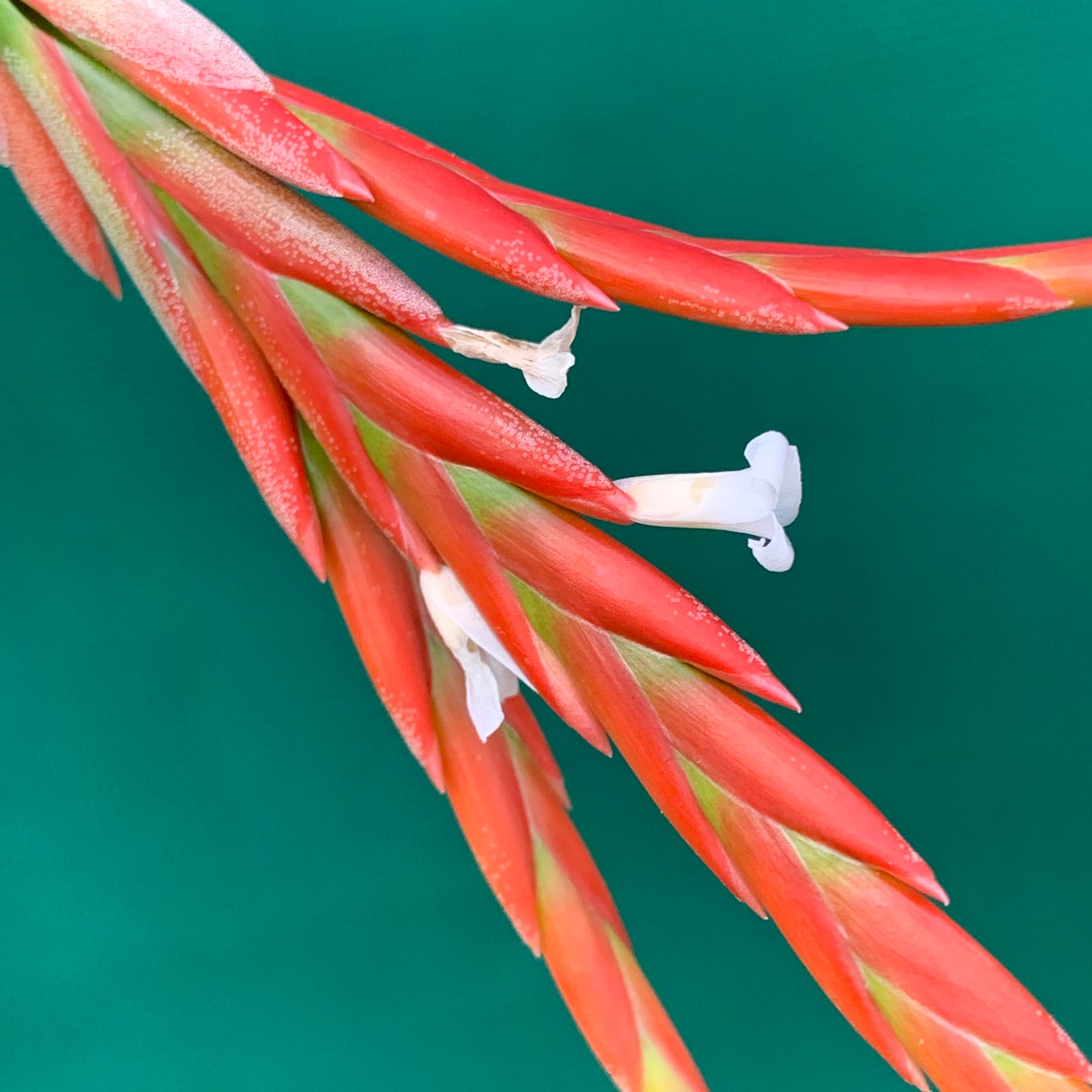 Tillandsia - vernicosa ex. PB