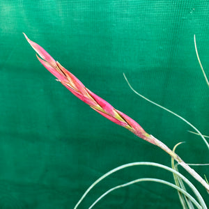 Tillandsia - exserta x lorentziana ex. BG