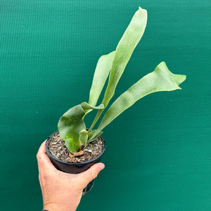 Platycerium - Netherlands ‘Elkhorn Fern’