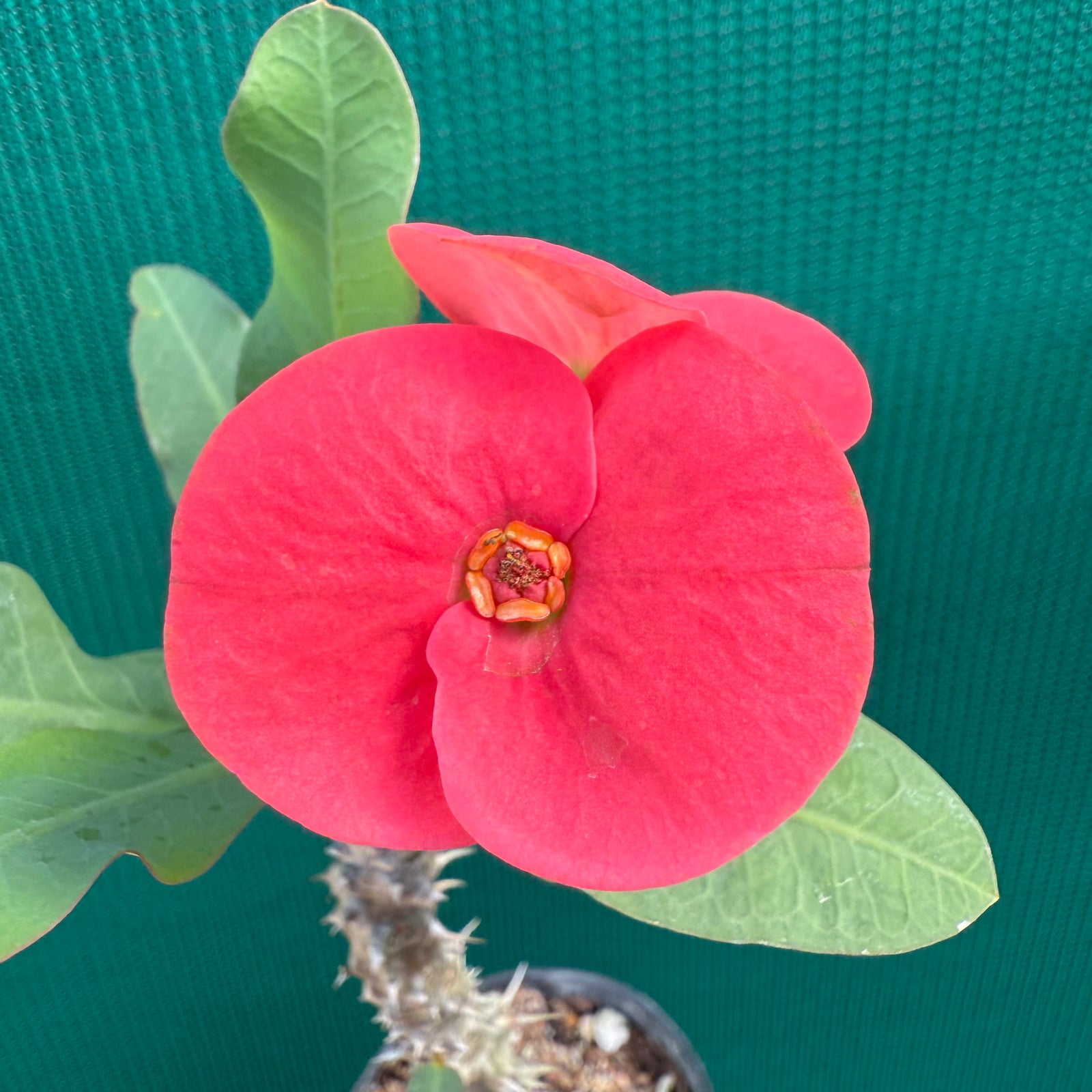 Poysean - Euphorbia milii P024