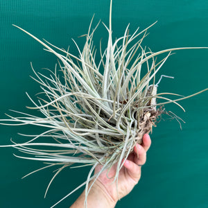 Tillandsia toropiensis ‘Typus’ (Mature Clump)