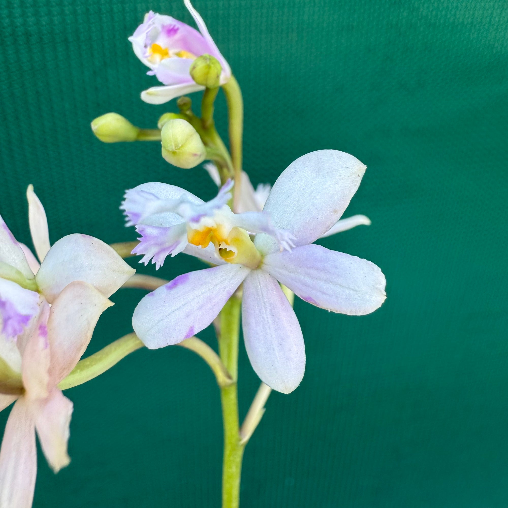 Epidendrum ‘White / Purple’ NEW