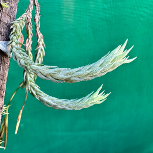 Tillandsia - tricholepsis ‘Rope’ ex. Gruber