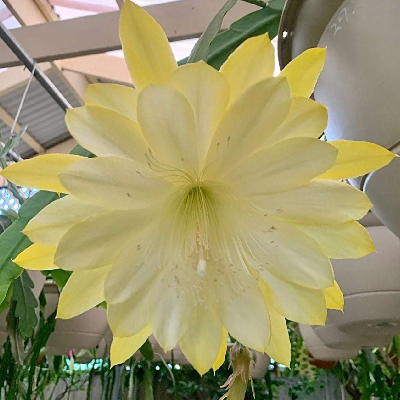 Epi. Hybrid Kiwi Debutante EH100