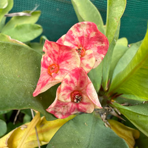 Poysean - Euphorbia milii P018