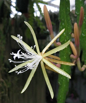 Disocactus macranthus Mexico EP21 NEW