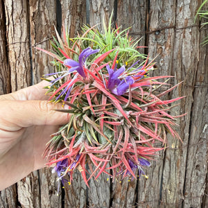 Tillandsia ionantha ‘BOE750’ (Mature Clump) NEW