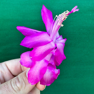 Zygocactus Purple Dancer