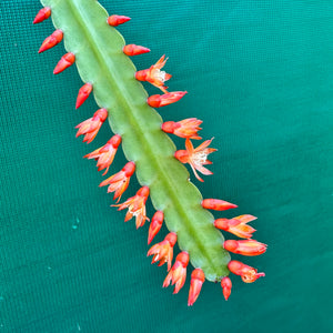 Lepismium monacanthum ssp. Espinosa