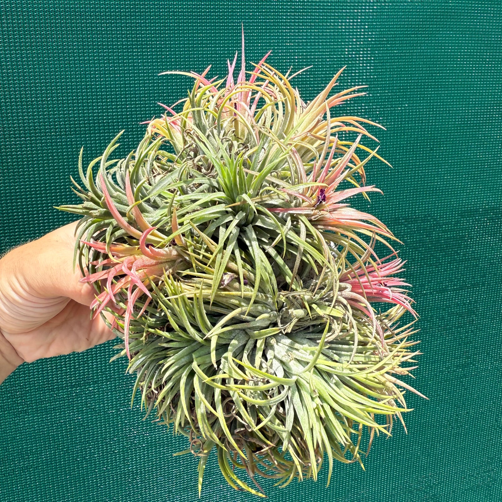 Tillandsia ionantha ‘BRT Peach’ (Mature Clump) NEW