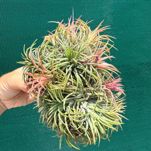 Tillandsia ionantha ‘BRT Peach’ (Mature Clump) NEW
