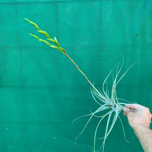 Tillandsia - albida x utriculata ex. PT