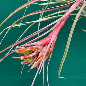 Tillandsia - corella ex. GK