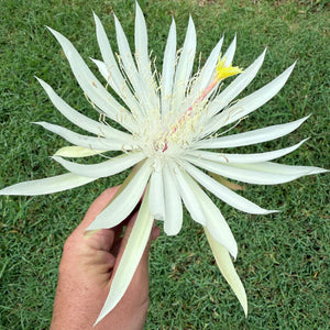 Epiphyllum hookeri (Strictum) - EP10