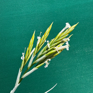Tillandsia - chiletensis ‘Red Bract’ ex. PT