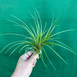 Tillandsia - chlorophylla ‘Small Form’ ex. PT