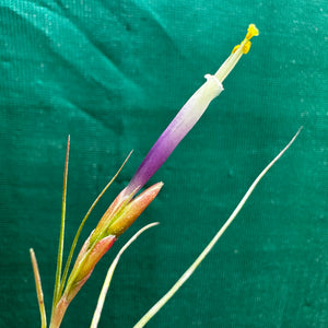 Tillandsia - Taurus ex. IH