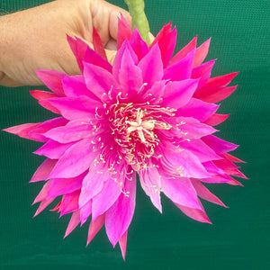 Epi. Hybrid Kiwi Razzle Dazzle EH86