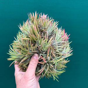 Tillandsia ionantha ‘BOE1593’ (Mature Clump) NEW