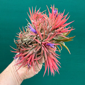 Tillandsia ionantha 'Honduras’ ex. Tropiflora (Mature Clump)