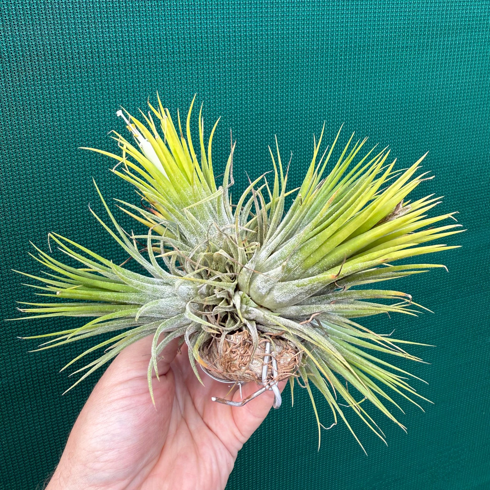 Tillandsia - ionantha 'White Knight' ex. Holm NEW