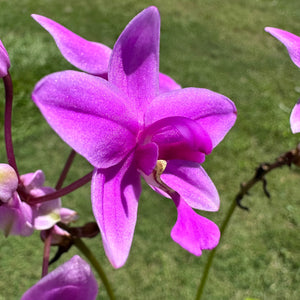 Spathoglottis plicata
