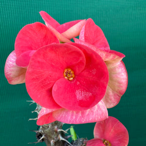 Poysean - Euphorbia Siam Hybrid ‘Tawan-Mai’