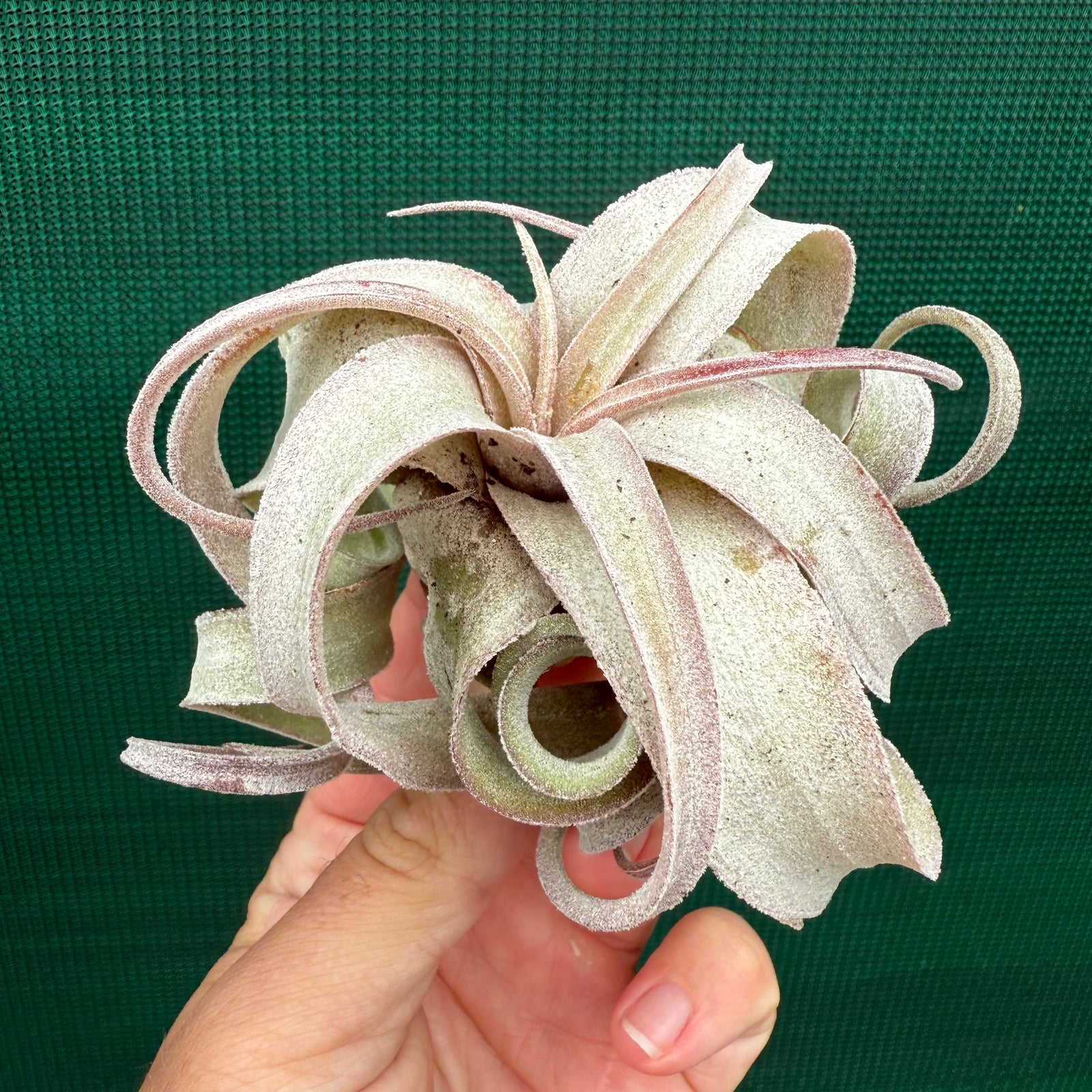 Tillandsia - Regal Rene ex. SL NEW