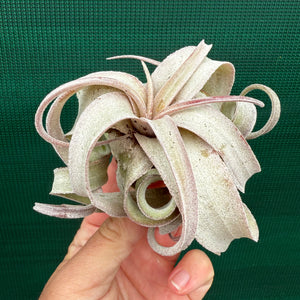Tillandsia - Regal Rene ex. SL NEW