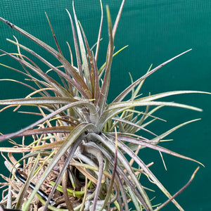 Tillandsia - tenuifolia ‘Amethyst’ x stricta ex. Holm NEW