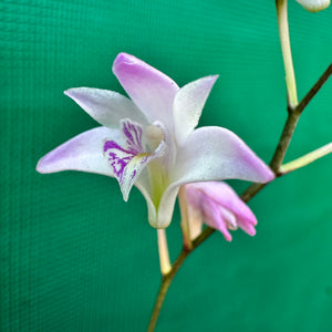 Orchid - Dendrobium kingianum