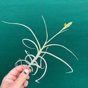 Tillandsia - caliginosa x crocata ex. CC (Fragrant)